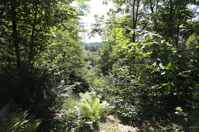 Blick vom Garten in das Biotop Altbau-Wohnung, Muenchen-Solln, Prinz-Ludwigs-Hoehe, Eigentumswohnung, Villenkolonie, Terrasse, Park, Denkmalschutz, Isarufer, Stuck, Gästezimmer, Bibliothek, Tiefgarage, Apartment